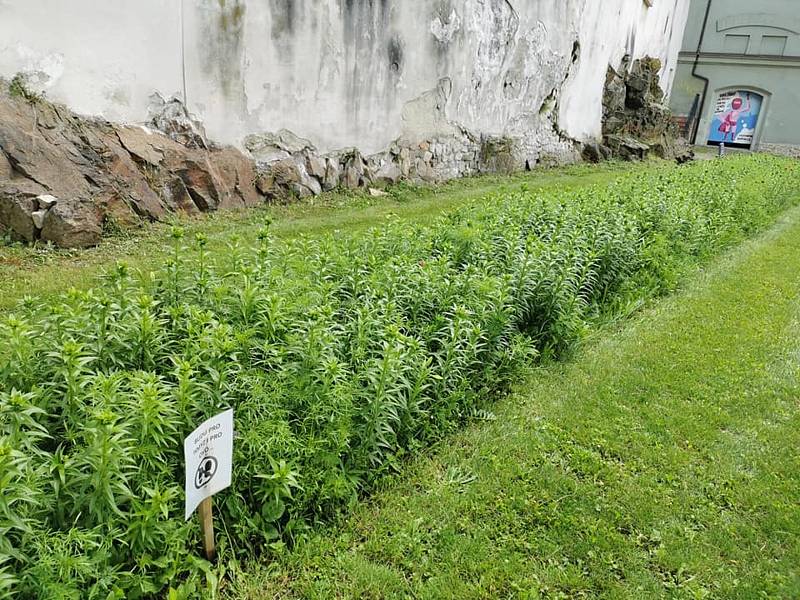 Písecké ulice a parky letos rozkvetly do krásy. Městské služby s odborem životního prostředí zrealizovaly výsadbu liliových luk i osazení různých druhů květináčů v centru.