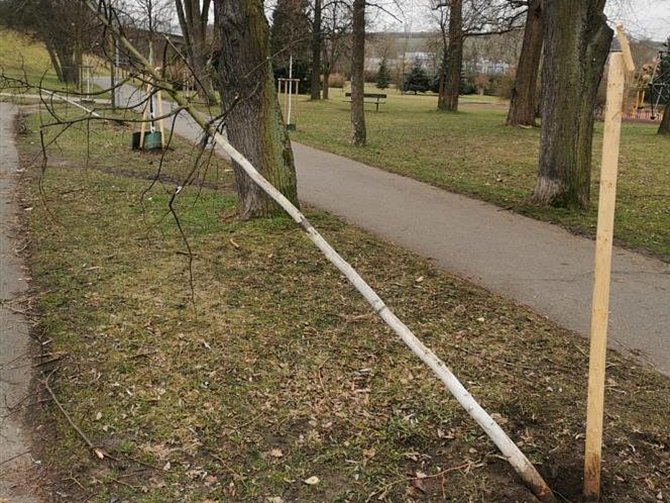 Cílem vandalů se staly mladé stromy v Lipové aleji i u tenisových kurtů.