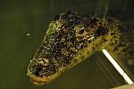 V zoo v Protivíně jsou k vidění krokodýli z celého světa i další zástupci plazí říše.