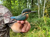 Do sítí ornitologů u Řežabince se za dobu sledování chytilo už 114 ptačích druhů.