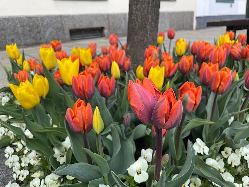 Pod stromy na Velkém náměstí rozkvetly tisíce tulipánů. Zahradníci Městských služeb Písek zasadili do všech 35 čtverců cibule žlutých tulipánů odrůdy Yokohama a oranžových tulipánů s fialovými plameny odrůdy Princess Irene. Doplňují je světlé macešky.