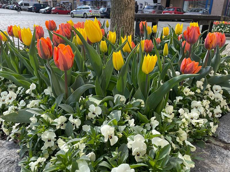 Pod stromy na Velkém náměstí rozkvetly tisíce tulipánů. Zahradníci Městských služeb Písek zasadili do všech 35 čtverců cibule žlutých tulipánů odrůdy Yokohama a oranžových tulipánů s fialovými plameny odrůdy Princess Irene. Doplňují je světlé macešky.