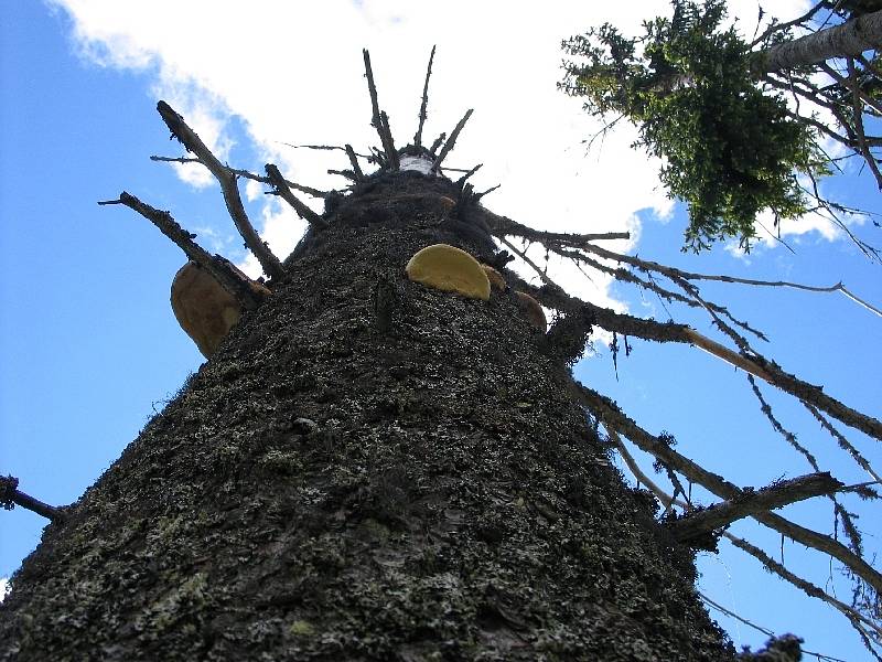 Záběr z NP Šumava. V bezzásahových zónách zůstávají kůrovcem zasažené stromy stát. V hospodářském lese ale je třeba je včas asanovat.