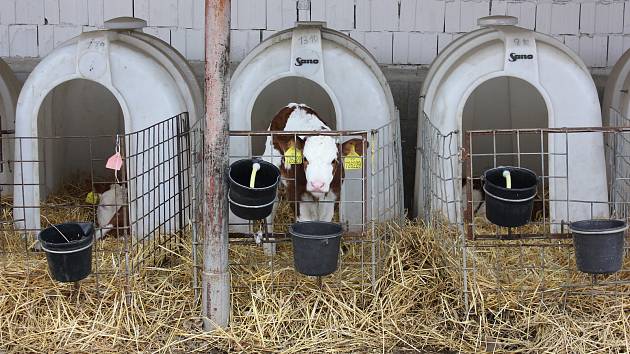 Otevření nové stáje v areálu farmy Jestřebice v Zemědělském družstvu Bernartice.