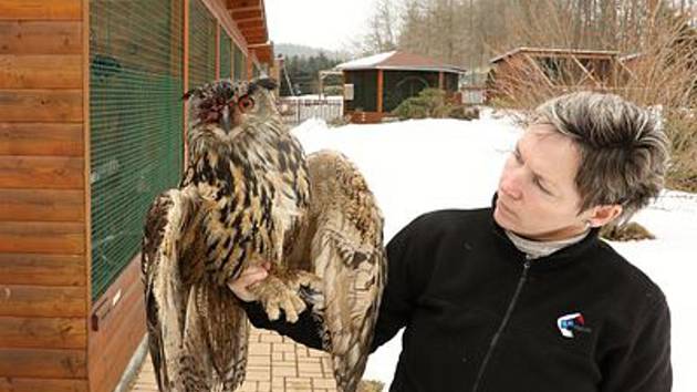 V Makově vloni zachránili i výra velkého.