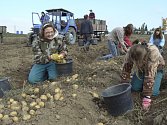 Studenti při sběru brambor