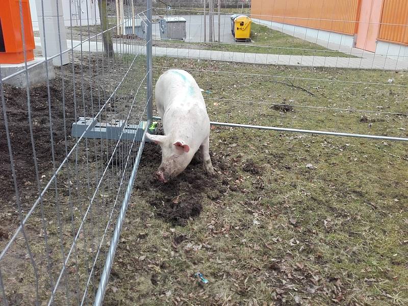 Odchycené prase, které se pohybovalo na silnici u nákupní zóny v Písku, skončilo v provizorní ohradě.