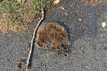 Na snímku je mrtvý ježek na dopravním hřišti.