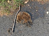 Na snímku je mrtvý ježek na dopravním hřišti.