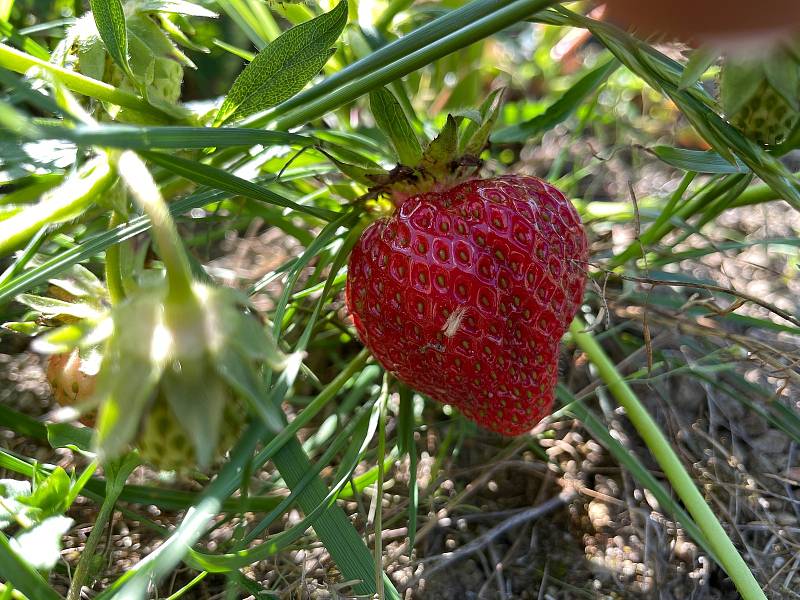 Jahody na plantážích už dozrávají.