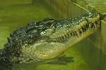 Krokodýlí zoo v Protivíně.