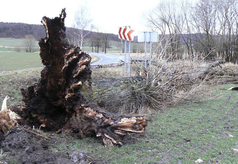 Vyvrácený strom dopadl částečně i na silnici vedoucí od Písku do obce Paseky.