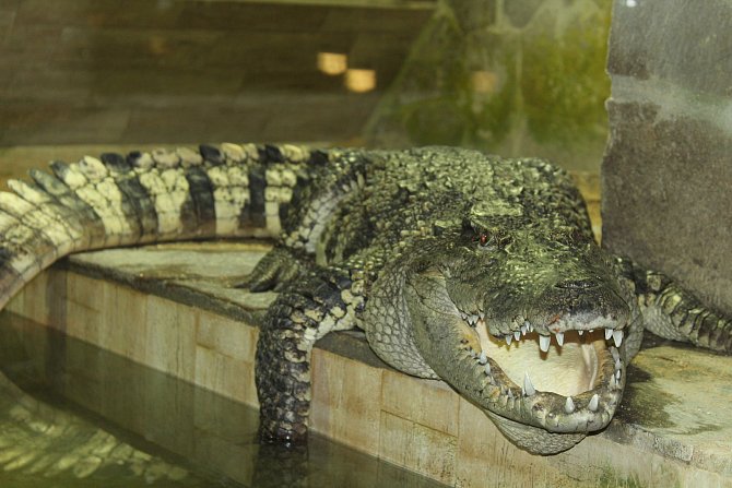 Protivín, Krokodýlí zoo. Ilustrační foto