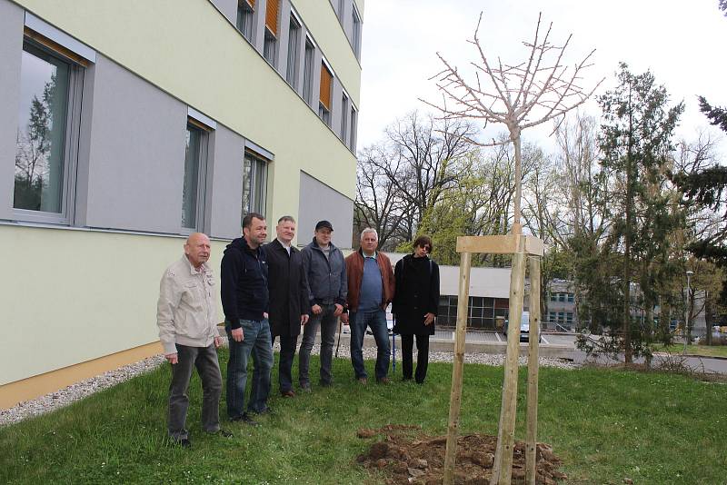 Rotariáni poděkovali vysazením stromu lékařům a sestrám za péči v době covidu.