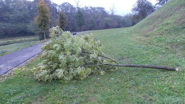 Strom, který poškodil vandal. 