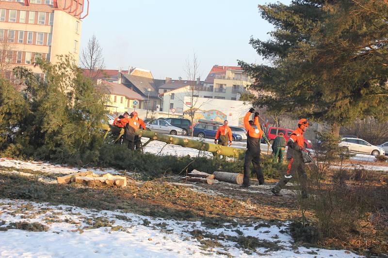 Kácení stromů na píseckém Výstavišti.