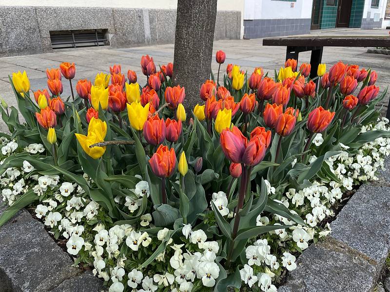 Pod stromy na Velkém náměstí rozkvetly tisíce tulipánů. Zahradníci Městských služeb Písek zasadili do všech 35 čtverců cibule žlutých tulipánů odrůdy Yokohama a oranžových tulipánů s fiyalovými plameny odrůdy Princess Irene. Doplňují je světlé macešky.