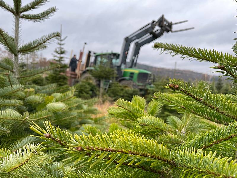 Práce na plantážích jsou v plném proudu