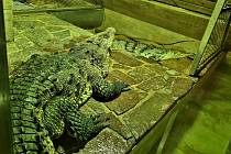 Pár krokodýlů amerických.