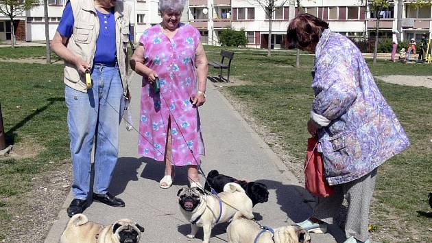 Psí a kočičí hotely mají plno - Olomoucký deník