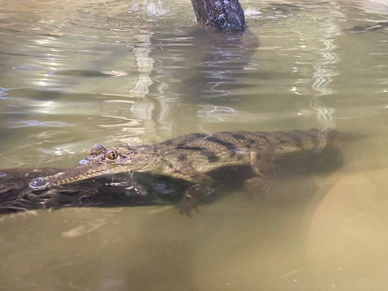 Krokodýli v Protivíně se nudí, vyhlížejí návštěvníky.
