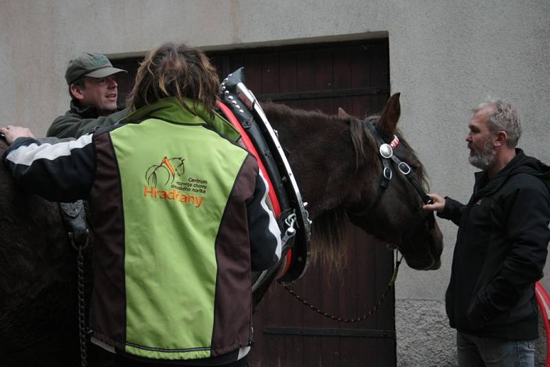 Chladnokrevné koně se snaží Správa NP a CHKO Šumava opět vrátit na Šumavu.