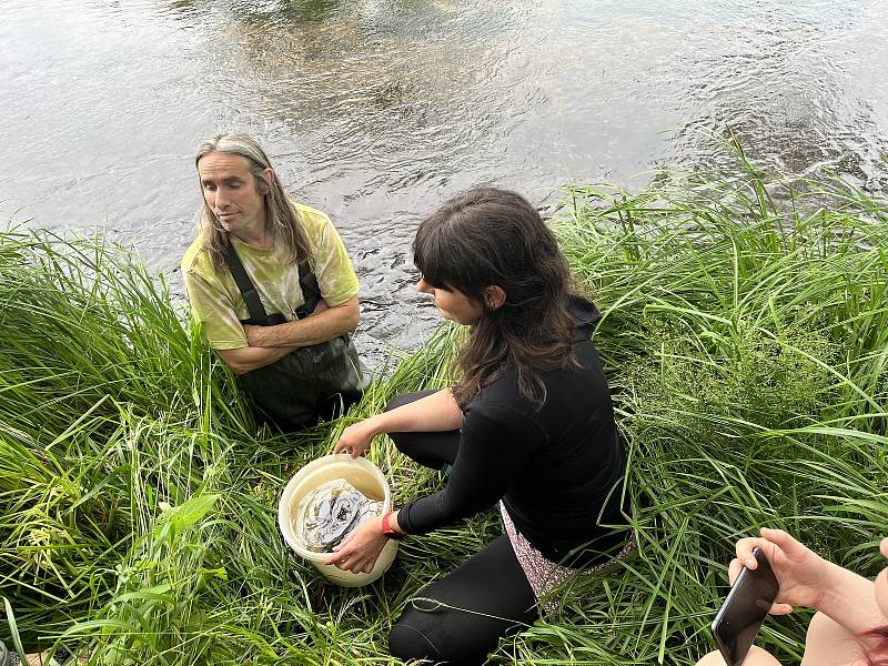 Populaci vzácného mlže v Teplé Vltavě zvyšují chovatelé uměle. Letos do řeky vypustili tisíc kusů.