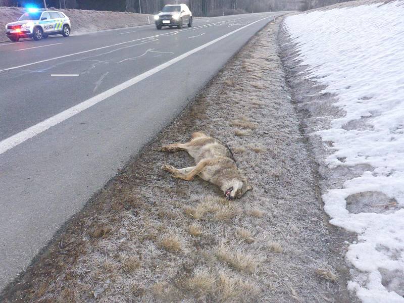 U Strážného na Prachaticku srazilo auto vlka. Zvíře střet bohužel nepřežilo.