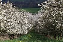 Třešňové sady ve Lhenicích v květnovém květu.