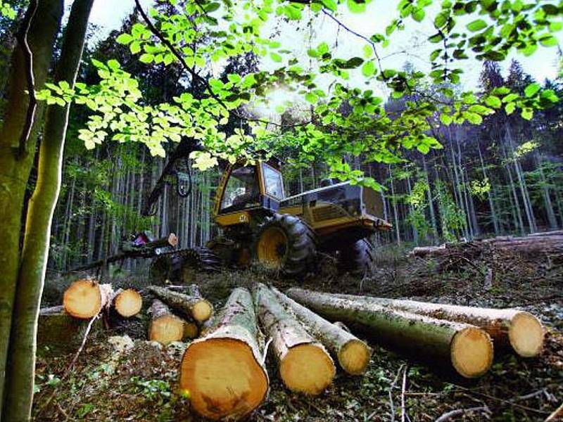 ŠUMAVA. Ve II. zóně národního parku Šumava u Schwarzenberského kanálu poblíž Jeleních vrchů pokračovaly v pondělí harvestory v těžbě stromů napadených kůrovcem.
