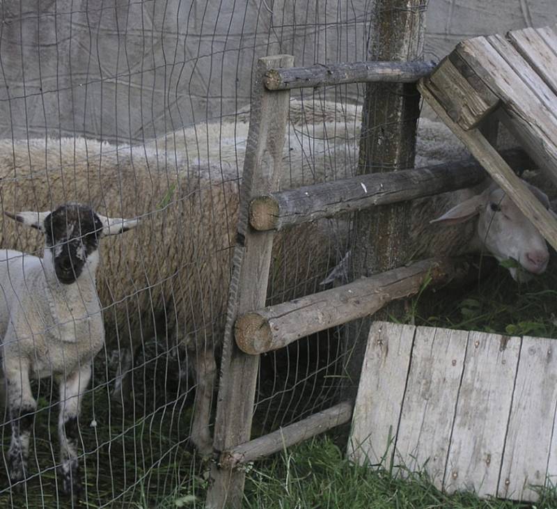 Ovce, které běhají i na hřbitov, vadí obyvatelům Horní Vltavice.