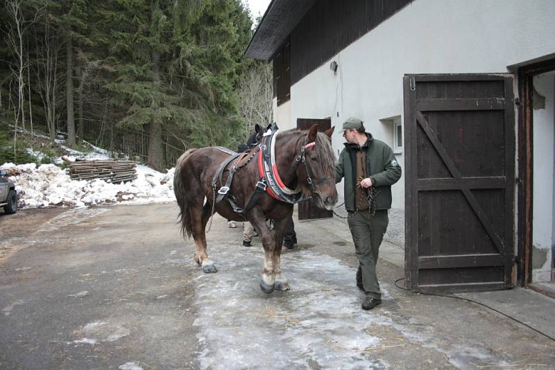Chladnokrevné koně se snaží Správa NP a CHKO Šumava opět vrátit na Šumavu.