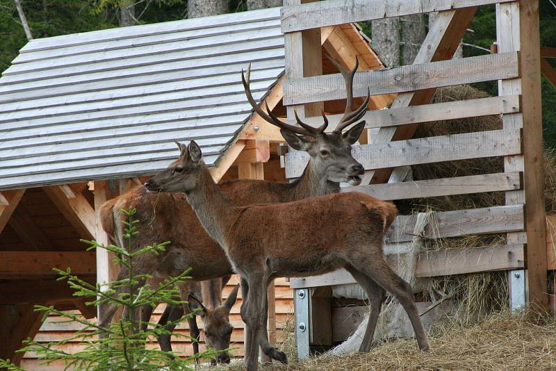 Návštěvnické centrum Správy NP Šumava v Kvildě dává možnost návštěvníkům nahlédnout do života jelena a rysa. Ilustrační foto