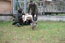 Pracovníci Stanice pro handicapovaná zvířata v Klášterci Kristýna Falková a Petr Juha převezli v úterý sovy a poštolky do sovích voliér v Borových Ladech. Ty zahájí 1. května třetí návštěvnickou sezonu.