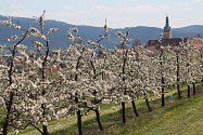 Kvetoucí třešně ve Lhenicích u Netolic. Ilustrační foto.