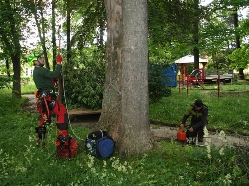 Do korun stromů ve Štěpánčině parku se tento týden vydal Roman Iliev s pilou opakovaně. Kácení má být hotovo nejpozději v pondělí.