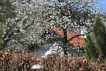 Kvetoucí třešně ve Lhenicích u Netolic.