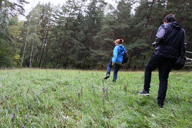 Jedna z luk u Sudslavic, kde vykvetlo 384 hořečků.