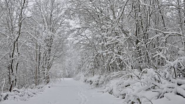 Jen v Českých Žlebech napadlo za poslední dva dny zhruba třicet centimetrů sněhu. 