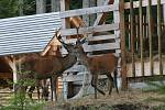 Návštěvnické centrum Správy NP Šumava v Kvildě dává možnost návštěvníkům nahlédnout do života jelena a rysa. Ilustrační foto