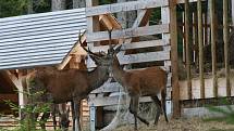 Návštěvnické centrum Správy NP Šumava v Kvildě dává možnost návštěvníkům nahlédnout do života jelena a rysa. Ilustrační foto