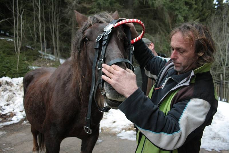 Uznávaný odborník ve výcviku Slezského norika v České republice Josef Svoboda, pomáhal ve středu postrojit klisničku Karin. Asistoval také Václav Hřebek z územního pracoviště Borová Lada.