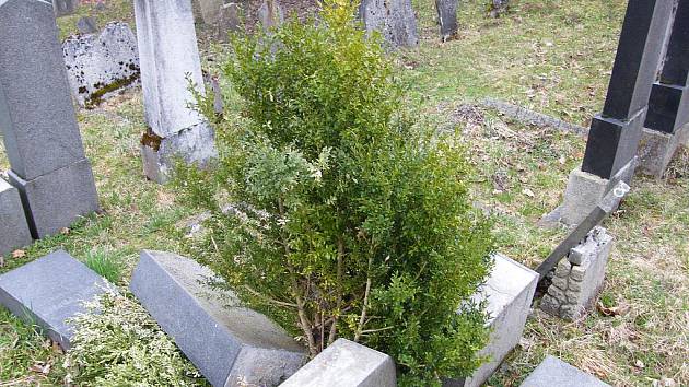 Povalené náhrobky na židovském hřbitově ve Vlachově Březí jsou prý důsledkem nerovného terénu a povětrnostních podmínek. 