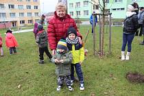 Děti z volarských mateřských škol včera začaly se sázením krokusů. První na řadu přišel parčík na sídlišti.