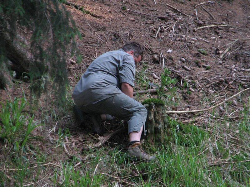 Tvrzení prezidenta Miloše Zemana o sázení stromků na Šumavě v území, kde jsou zásahy nepřípustné, dokládá i starosta Kvildy, který si činnost Správy parku osobně zdokumentoval.
