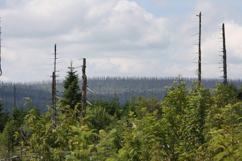 Národní park Šumava, ilustrační foto