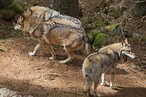V posledních letech o nich slýcháme nepravidelně, jako o dobré zprávě pro ochranu přírody. Jejich počet ale roste a tak je třeba se začít učit s vlky trvale žít.