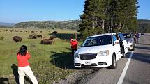 Uvítání máme zcela opravdu grandiózní. U cesty se pase stádo bizonů.
