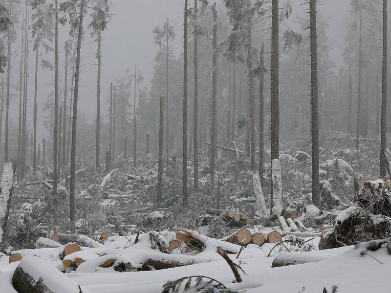 Po orkánu přišla navíc tuhá zima, která komplikovala zejména v horských partiích Šumavy likvidaci následků obrovské větrné kalamity.