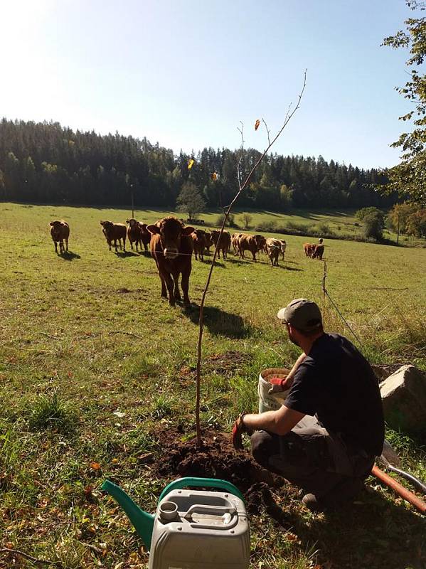 Bohumilická alej.